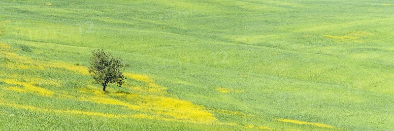 Mulberry tree (Morus) in a field with flowering yellow broom (Genista tinctoria), Tuscany, Italy, Europe