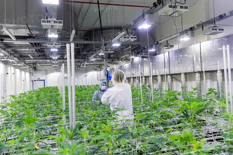 DEU/Saxony/Ebersbach The Saxon cannabis producer Demecan is now the first German company to be authorised to cultivate medicinal cannabis indefinitely under the new Cannabis Act. The company had been authorised to produce since 2019, albeit subject to conditions such as a maximum production quantity or regulated distribution. These conditions will now no longer apply, which will improve the supply situation for medicinal cannabis. The Federal Government Commissioner for Addiction and Drug Issues Burkhard Blienert and Health Minister Petra Köpping took a tour of the production facility to find out more about the production of medicinal cannabis., Federal Drug Commissioner Burghard Blienert and Health Minister Petra Köpping visit Saxon cannabis producer Demecan, Ebersbach, Saxony, Germany, Europe