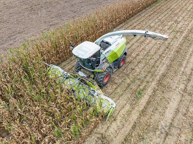 A forage harvester on a maize field, maize harvest, silage, forage maize, fodder for dairy cows, energy production, aerial view, Constance district, Baden-Württemberg, Germany, Europe