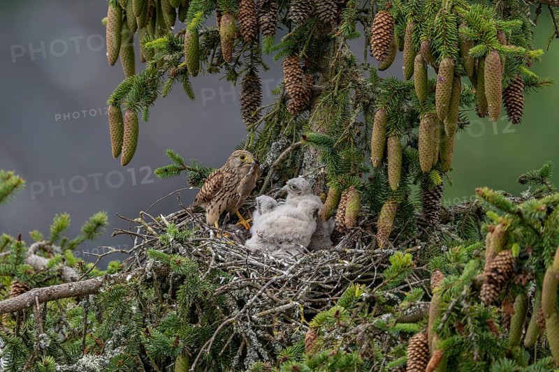 Common kestrel (Falco tinnunculus), female adult bird, bringing a mouse to the nest of young birds not yet ready to fly, Rhineland-Palatinate, Germany, Europe