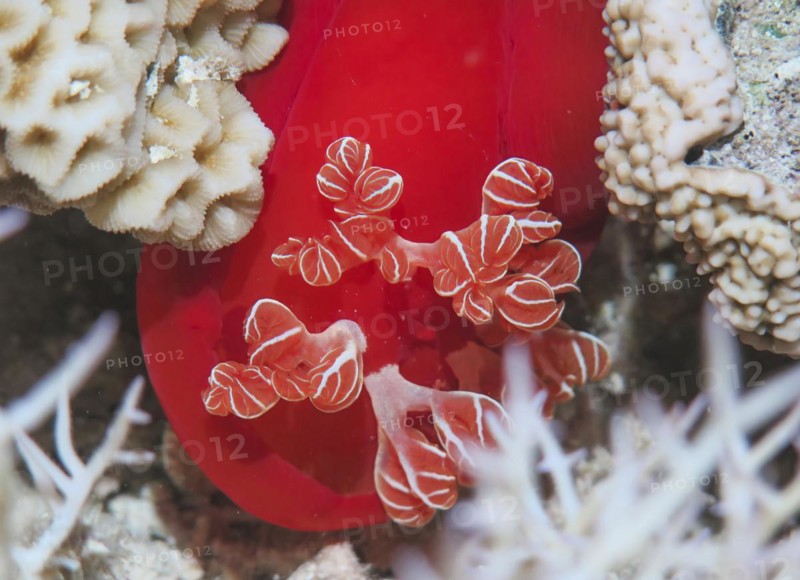 Snail, Spanish dancer, night shot, dive site reef Abu Nuhas, Red Sea, Egypt, Africa