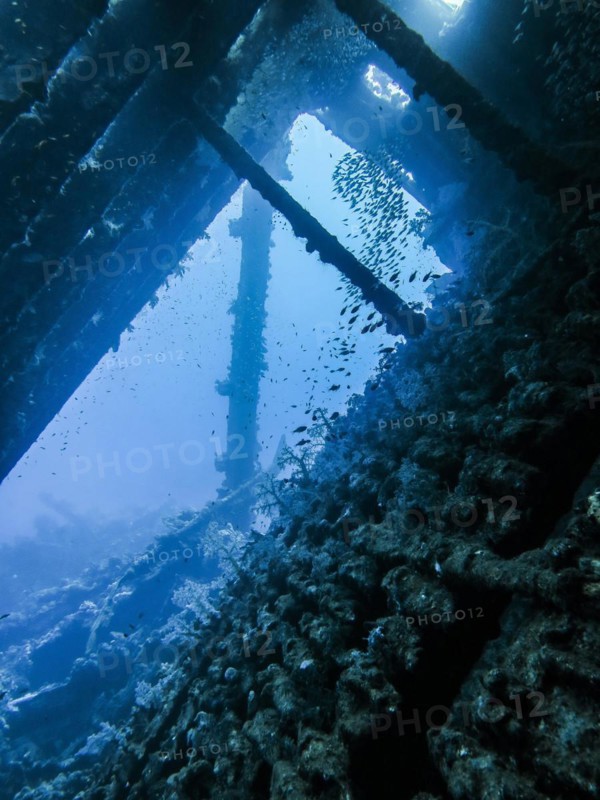 Shoal of fish in the wreck of the Carnatic, Red Sea, Egypt, Africa