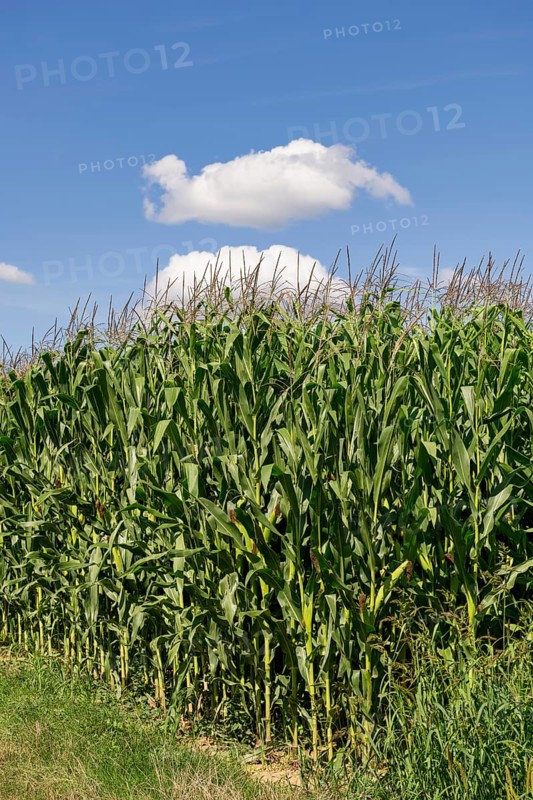 Symbolic image, renewable energies, maize plants, field, biogas plant, feed maize, immature, clouds, Baden-Württemberg, Germany, Europe