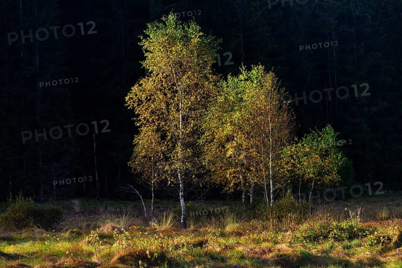 Downy birches (Betula pubescens) in autumn, morning light, Klosterfilz Moor, Bavarian Forest National Park, Bavaria, Germany, Europe