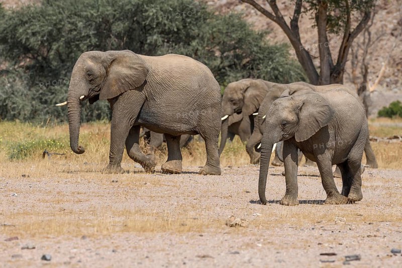 Desert elephants (Loxodonta africana) in the Huab dry river, Damaraland, Kunene region, Namibia, Africa