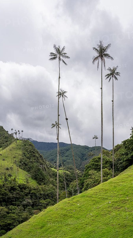 Quindio wax palm (ceroxylon quindiuense), Cocora Valley, Salento, Quindio, Colombia, South America