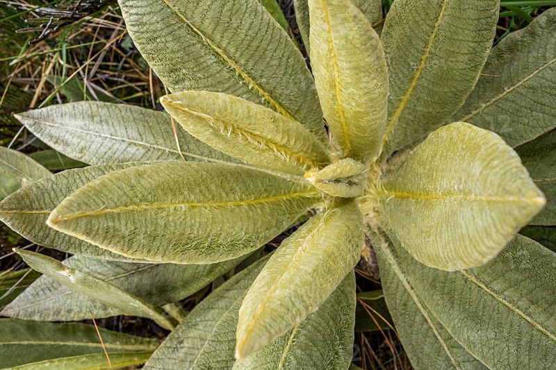 Espeletia Pycnophylla, Paramo de Gabriel Lopez, Totoro, Cauca, Colombia, South America