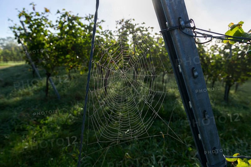 Spider web wetted by morning dew on a steel post in a vineyard, Korb-Steinreinach, Rems Valley, Baden-Württemberg, Germany, Europe