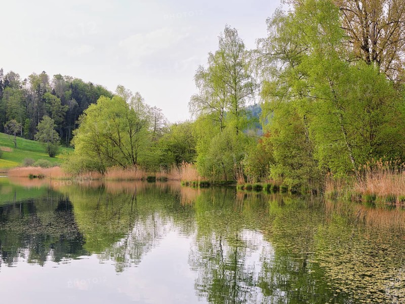 Birches and willows shedding their leaves, Türlersee, Hausen am Albis, Canton Zurich, Salix helvetica