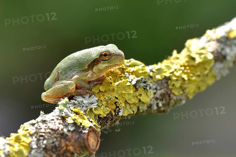 European tree frog (Hyla arborea) sitting on a lichen-covered branch in its natural environment, Lake Neusiedl National Park, Burgenland, Austria, Europe