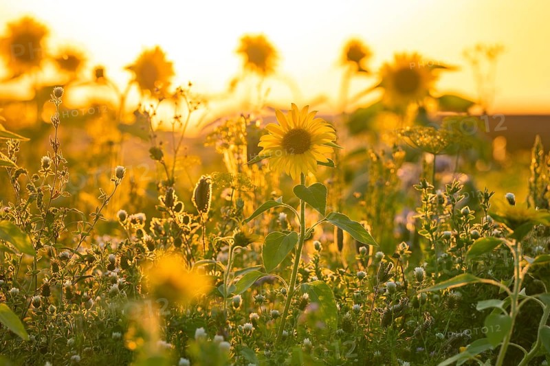 Meadow with blooming sunflowers in the golden light of a sunset, Harz Mountains, Germany, Europe