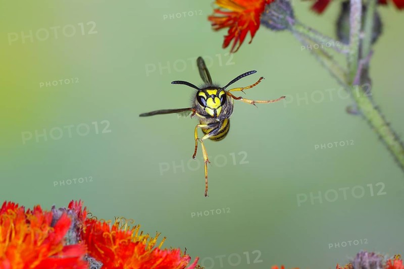 Common wasp (Vespula vulgaris), wasp in flight, over flowers of orange hawkweed (Hieracium aurantiacum), highspeed nature photo, flight photo, wildlife, insects, wasps, Siegerland, North Rhine-Westphalia, Germany, Europe