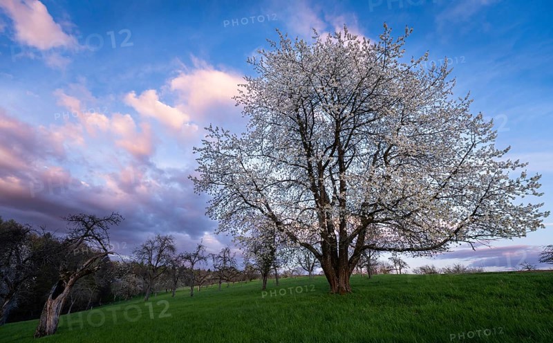 A white blossoming fruit tree in a meadow in spring, in the background more trees and forest. Blue sky, after sunset, some coloured clouds in the sky. Small Odenwald, Rhine-Neckar district, Baden-Württemberg, Germany, Europe