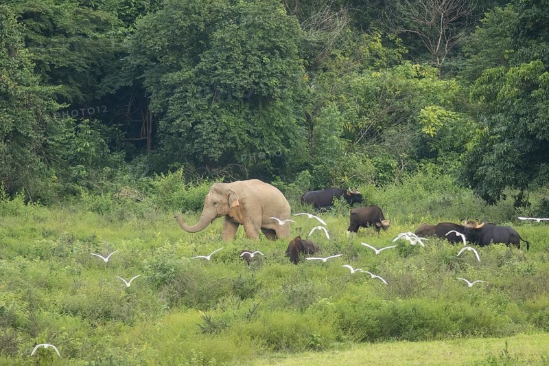 Indian elephants (Elephas maximus indicus), Khiri Khan, Hua Hin, Kui Buri National Park, Thailand, Asia