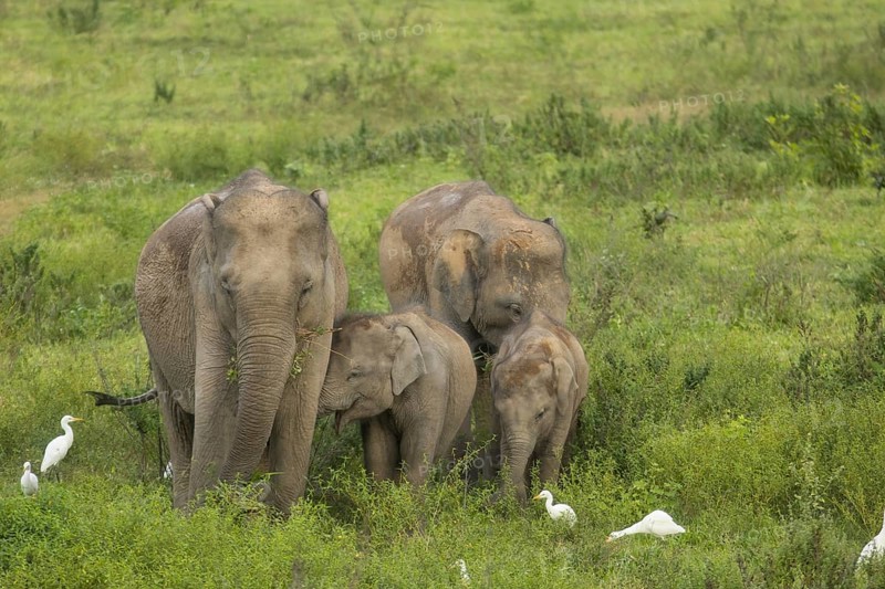 Indian elephants (Elephas maximus indicus), Khiri Khan, Hua Hin, Kui Buri National Park, Thailand, Asia