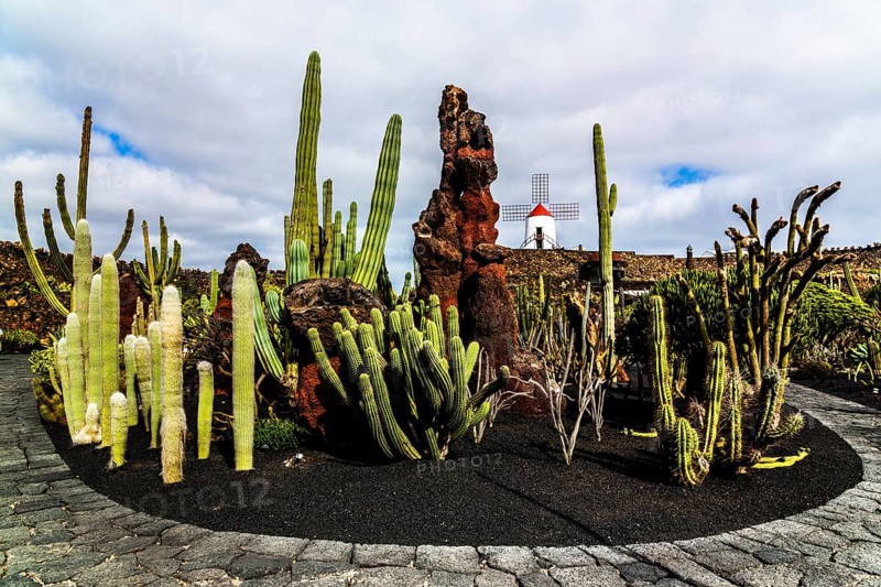2016, Guatiza, Lanzarote, Jardin de Cactus by Cesar Manrique, ESP, Spain, Canary Islands, Canary Islands, Atlantic Ocean, Lanzarote, biosphere reserve, volcano, volcanism, volcanic island, island, recording date, Europe
