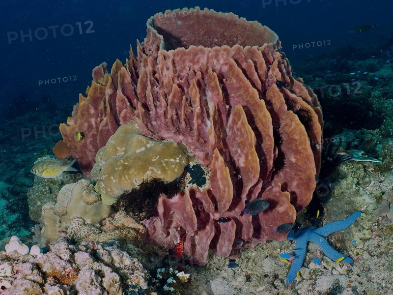 Barrel sponge, barrel sponge (Xestospongia testudinaria) surrounded by fish and starfish, Spice Reef dive site, Penyapangan, Bali, Indonesia, Asia
