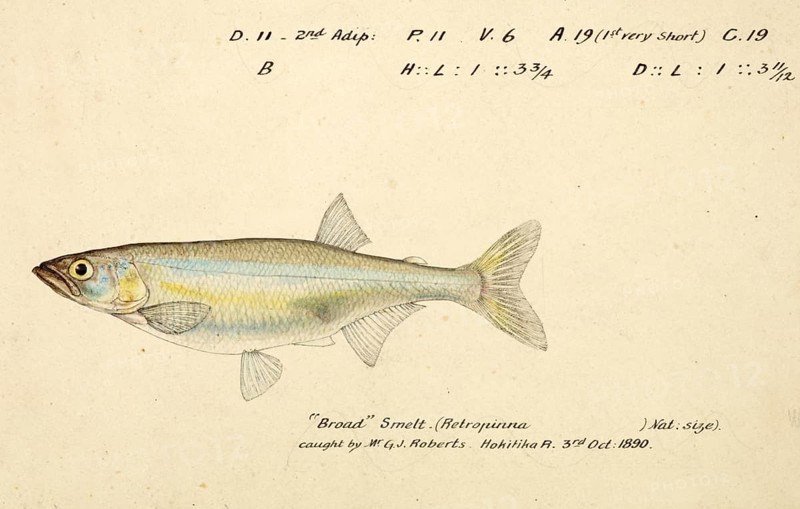 New Zealand smelt, New Zealand cucumberfish or silverfish, Retropinna retropinna, New Zealand smelt, fish, reproduction of an original, by Frank Edward Clarke (b. 1849, d. 1899), ichthyologist and scientific draughtsman
