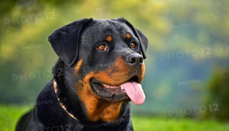 Pets, dog, Rottweiler, AI-generated, AI generated