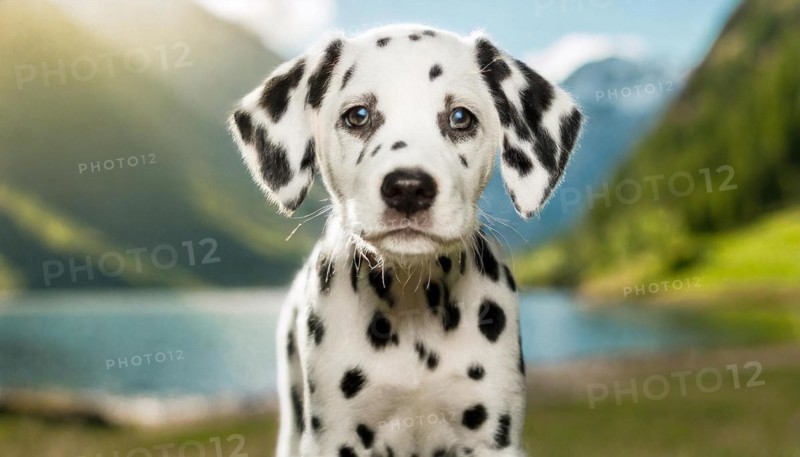 Pets, Dog, Dalmatian, Puppy, AI-generated, AI generated