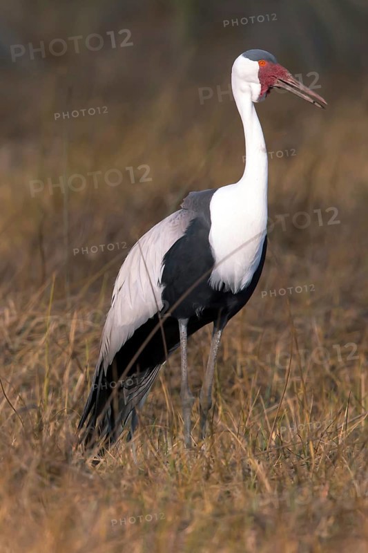 Africa, Botswana, Wattled Crane, Grus carunculatus, Botswana, Africa