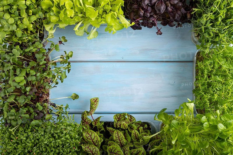 Set of boxes with microgreen sprouts of purple and green basil, sunflower, radish, sorrel, pea, lettuce on blue wooden background. Top view, flat lay, frame, copy space