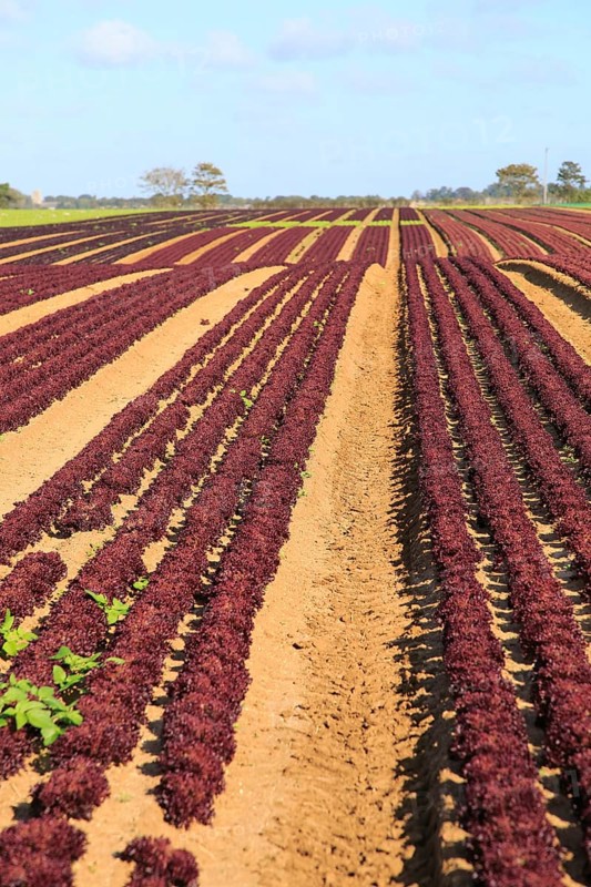 Lettuce crop growing in field, Buckanay Farm, Alderton, Suffolk, England, UK
