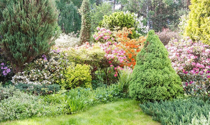 Decorative trees. shrubs and flowers in the garden: spruce, arborvitae, pine, fir, juniper, rhododendron. Beautiful landscape design