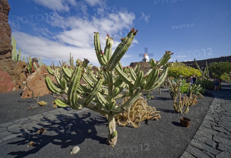 Cactus garden, Jardin de Cactus, designed by the artist César Manrique, behind the restored gofio mill, Lanzarote, Canary Islands, Canary Islands, Spain, Europe