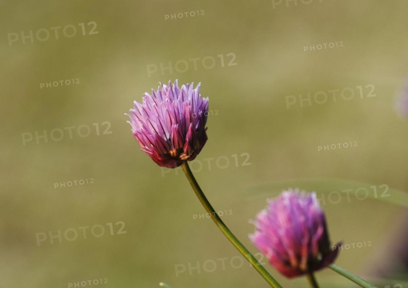 Chive (Allium schoenoprasum), in bloom, North Rhine-Westphalia, Germany, Europe