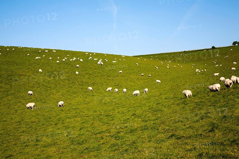 Flock of sheep grazing on calcareous grassland of chalk downland on Milk Hill, the Marlborough Downs, Wiltshire, England, United Kingdom, Europe