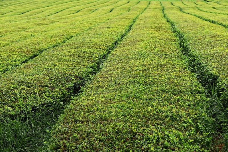 Orderly green tea plantation fields with clear lines in agriculture, tea cultivation and production Cha Gorreana near Sao Bras, Sao Miguel, Azores, Portugal, Europe