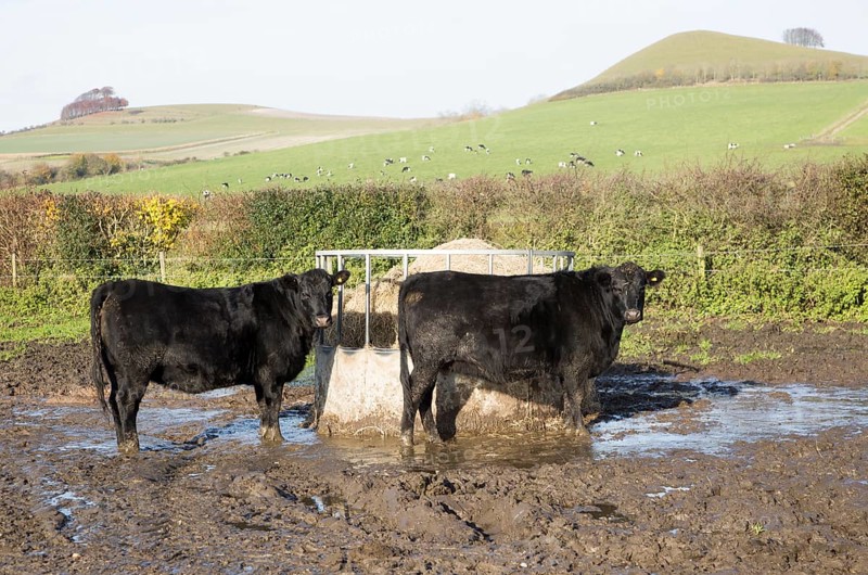 Aberdeen Angus cross breed beef cattle calves standing muddy field by feed container, Wilcot, Wiltshire, England, UK