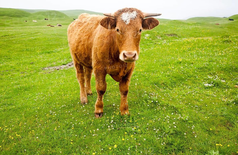 Brown bullock with horns on machair grassland grazing, Vatersay Island, Barra, Outer Hebrides, Scotland, UK
