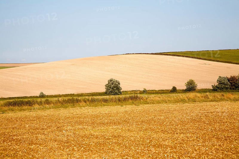 Golden yellow summer colours of fields of harvested arable crops on Waden Hill, Avebury, Wiltshire, England, United Kingdom, Europe