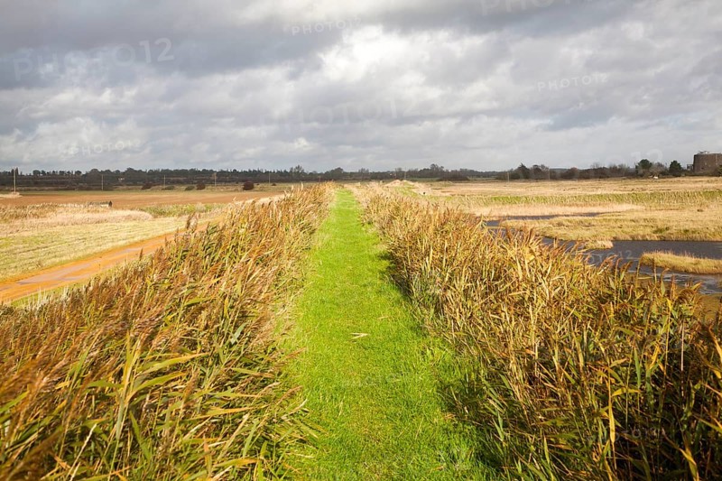 Green grass path between reeds on the flood defence sea wall near Shingle Street, Suffolk, England, UK