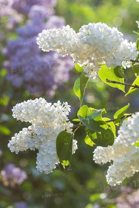 Blooming lilac in the botanical garden in spring