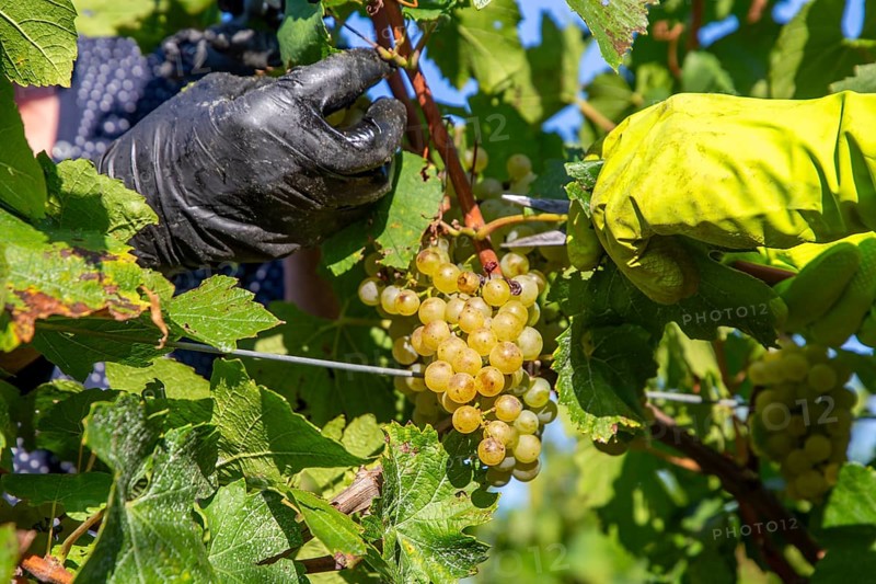 Hand-picking of Chardonnay grapes in the Palatinate in 2023 (Norbert Groß winery, Meckenheim) . The grapes are processed into Crémant