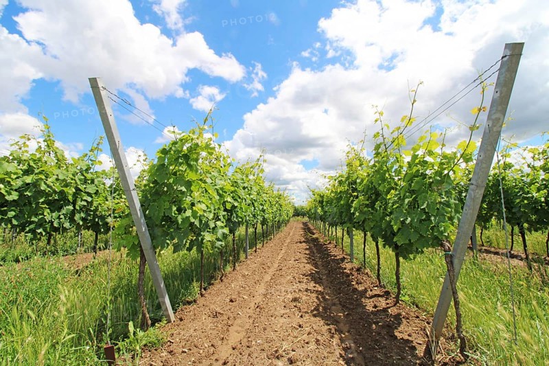Vines in the Palatinate in June near Neustadt an der Weinstraße