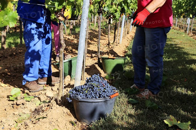 Grape grape harvest: Hand-picking Pinot Noir grapes in the Palatinate