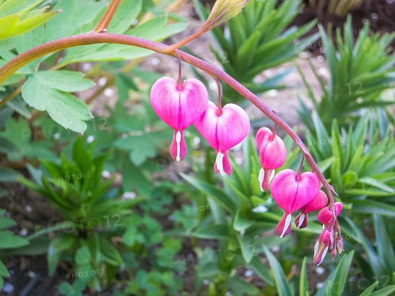 Dicentra bloom in spring garden