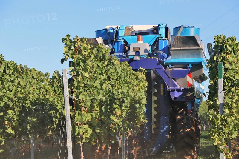 Grape grape harvest with full harvester in the district of Bad Dürkheim, Rhineland-Palatinate
