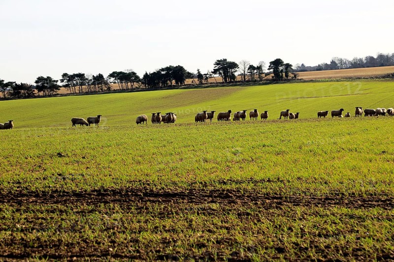 Flock of sheep grazing in field, Alderton, Suffolk Sandlings, England, UK