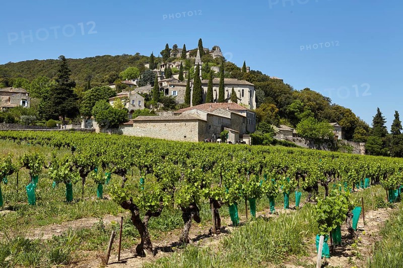 Field with grape vines (Vitis vinifera) and the commune of La Roque-sur-Cèze built on a hill, Gard department, Occitanie region, France, Europe