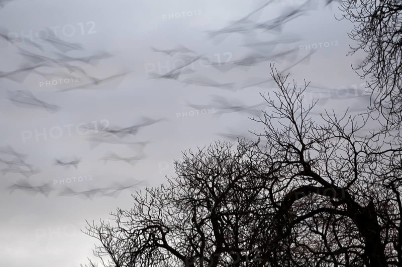 Roosting tree of a flock of crows, crows in a tree in the morning, panic flight of a flock of crows in the Lanzeit exposure, Middle Elbe Biosphere Reserve, Dessau-Roßlau, Saxony-Anhalt, Germany, Europe