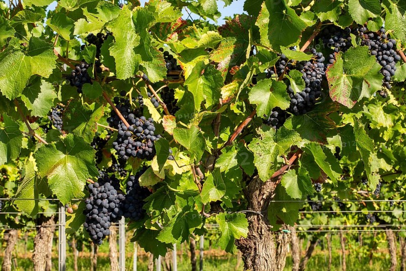 Ripe Pinot Noir grapes in the Palatinate. The 2023 vintage is exceptionally good