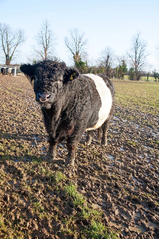Rare breed Belted Galloway beef cattle herd at Lux farm, Kesgrave, Suffolk, England, United Kingdom, Europe