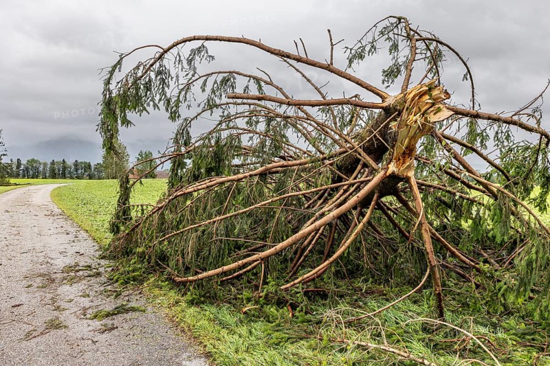 Fallen tree after a thunderstorm and storm, thunderstorm on 26.8.23 near Benediktbeuern, Bavaria, Germany, Europe
