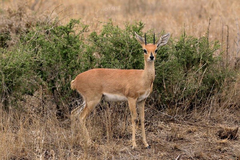 Steenbok (Raphicerus campestris), adult, male, foraging, vigilant, dwarf antelope, Kruger National Park, Kruger National Park, Kruger National Park South Africa