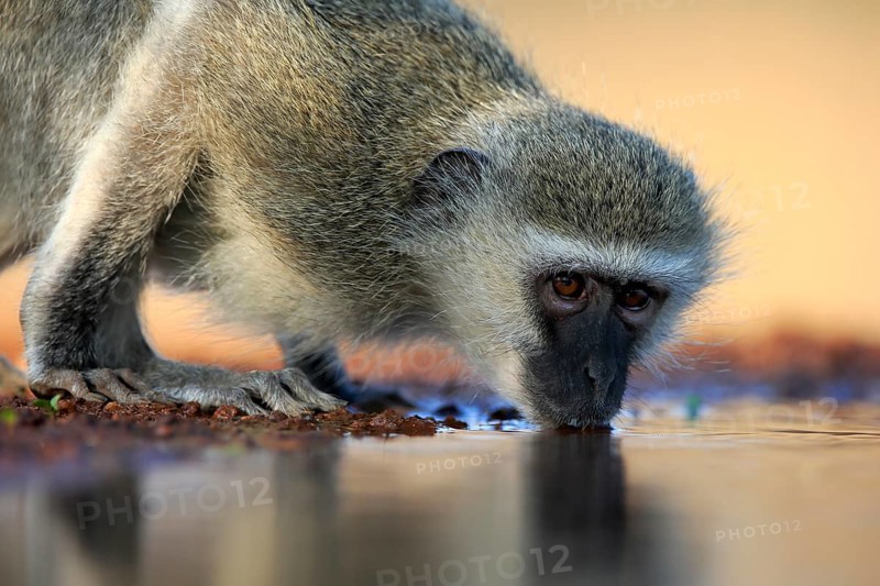 Vervet Monkey (Chlorocebus pygerythrus), adult, drinking, portrait, at the water, Kruger National Park, Kruger National Park, Kruger National Park South Africa